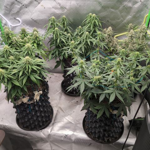 Agnes - Afgooey, (The Seed Fair), 28%, 30/70, (71d/74d/7-9w)459w/ growlog timeline photo