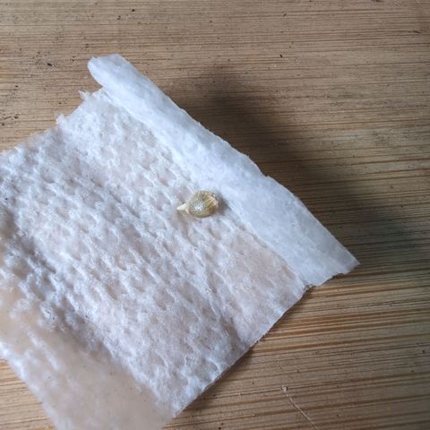Agnes - Afgooey, (The Seed Fair), 28%, 30/70, (71d/74d/7-9w)459w/ growlog timeline photo