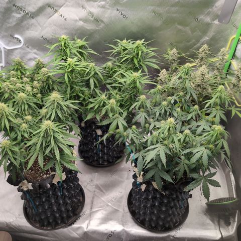 Agnes - Afgooey, (The Seed Fair), 28%, 30/70, (71d/74d/7-9w)459w/ growlog timeline photo