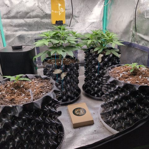 Agnes - Afgooey, (The Seed Fair), 28%, 30/70, (71d/74d/7-9w)459w/ growlog photo: Waking up so pretty!