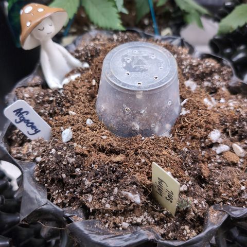 Agnes - Afgooey, (The Seed Fair), 28%, 30/70, (71d/74d/7-9w)459w/ growlog timeline photo