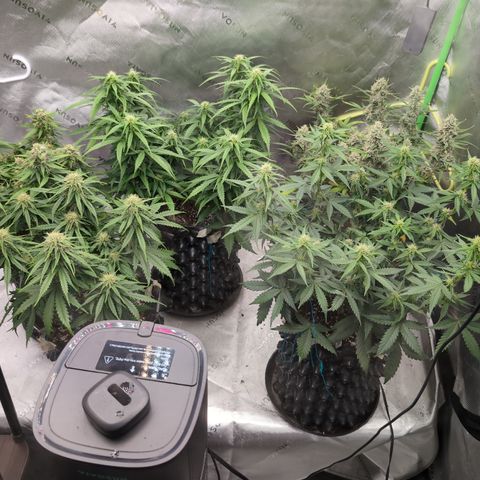 Agnes - Afgooey, (The Seed Fair), 28%, 30/70, (71d/74d/7-9w)459w/ growlog timeline photo