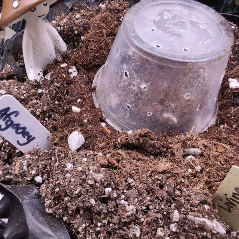 Agnes - Afgooey, (The Seed Fair), 28%, 30/70, (71d/74d/7-9w)459w/ growlog timeline photo