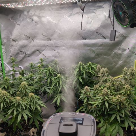 Agnes - Afgooey, (The Seed Fair), 28%, 30/70, (71d/74d/7-9w)459w/ growlog timeline photo
