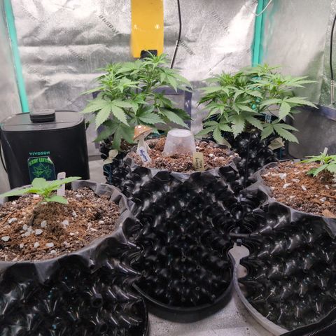 Agnes - Afgooey, (The Seed Fair), 28%, 30/70, (71d/74d/7-9w)459w/ growlog timeline photo