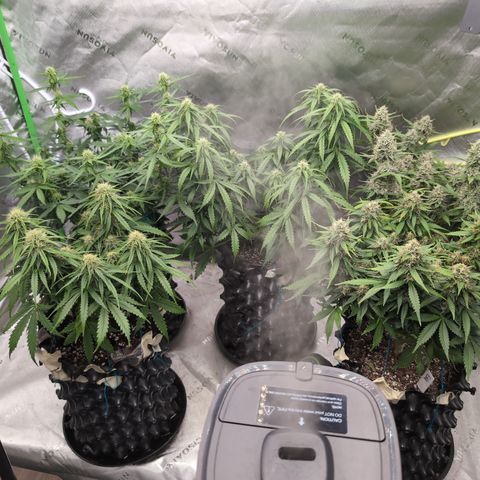 Agnes - Afgooey, (The Seed Fair), 28%, 30/70, (71d/74d/7-9w)459w/ growlog timeline photo