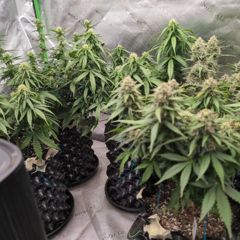 Agnes - Afgooey, (The Seed Fair), 28%, 30/70, (71d/74d/7-9w)459w/ growlog timeline photo
