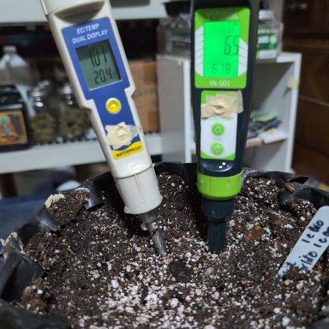 Agnes - Afgooey, (The Seed Fair), 28%, 30/70, (71d/74d/7-9w)459w/ growlog photo: Bub
Repurp'd Soil, regular amendments, and Biochar Mix 