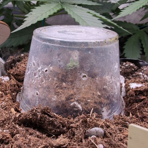 Agnes - Afgooey, (The Seed Fair), 28%, 30/70, (71d/74d/7-9w)459w/ growlog timeline photo