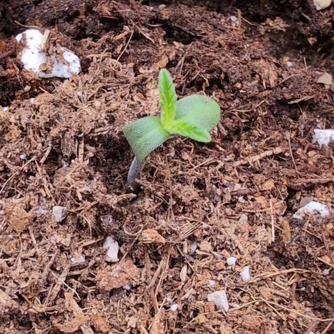 Agnes - Afgooey, (The Seed Fair), 28%, 30/70, (71d/74d/7-9w)459w/ growlog timeline photo
