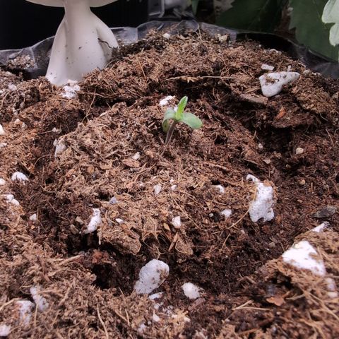 Agnes - Afgooey, (The Seed Fair), 28%, 30/70, (71d/74d/7-9w)459w/ growlog timeline photo