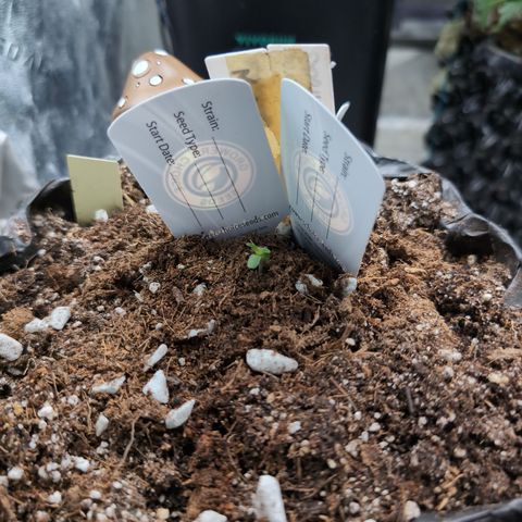 Agnes - Afgooey, (The Seed Fair), 28%, 30/70, (71d/74d/7-9w)459w/ growlog timeline photo