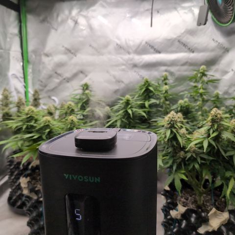 Agnes - Afgooey, (The Seed Fair), 28%, 30/70, (71d/74d/7-9w)459w/ growlog timeline photo