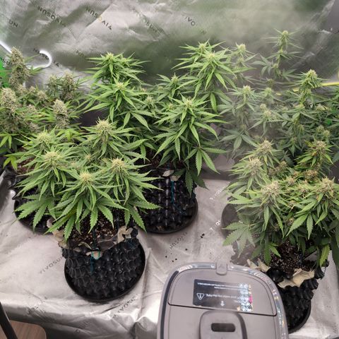 Agnes - Afgooey, (The Seed Fair), 28%, 30/70, (71d/74d/7-9w)459w/ growlog timeline photo