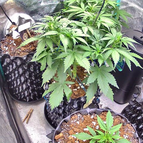 Agnes - Afgooey, (The Seed Fair), 28%, 30/70, (71d/74d/7-9w)459w/ growlog photo: *boom*