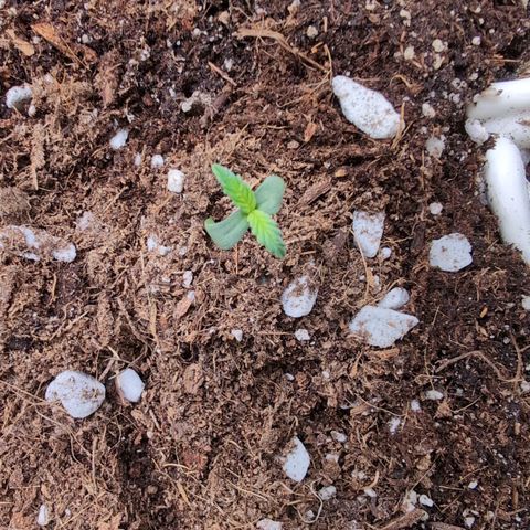 Agnes - Afgooey, (The Seed Fair), 28%, 30/70, (71d/74d/7-9w)459w/ growlog timeline photo