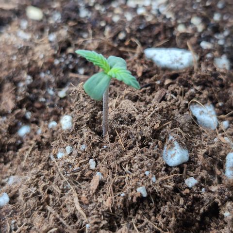 Agnes - Afgooey, (The Seed Fair), 28%, 30/70, (71d/74d/7-9w)459w/ growlog timeline photo