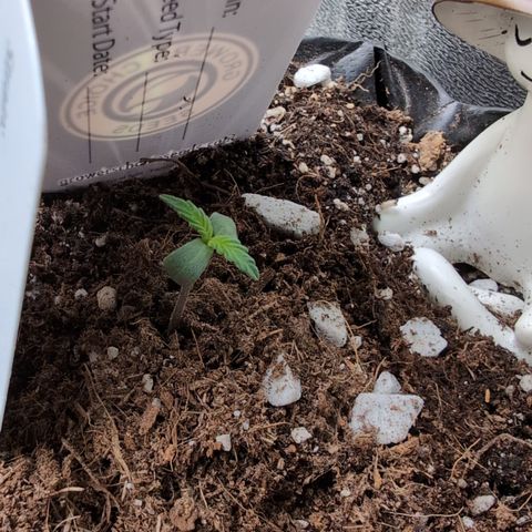 Agnes - Afgooey, (The Seed Fair), 28%, 30/70, (71d/74d/7-9w)459w/ growlog timeline photo