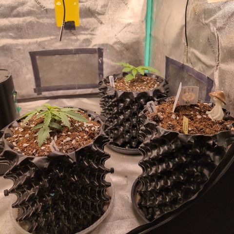 Agnes - Afgooey, (The Seed Fair), 28%, 30/70, (71d/74d/7-9w)459w/ growlog timeline photo