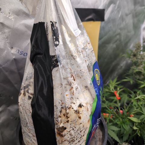 Agnes - Afgooey, (The Seed Fair), 28%, 30/70, (71d/74d/7-9w)459w/ growlog timeline photo
