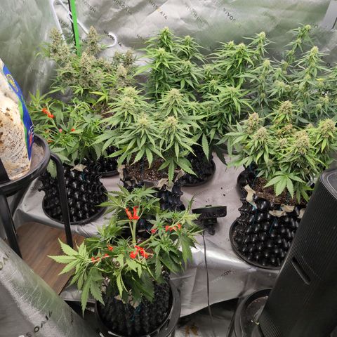 Agnes - Afgooey, (The Seed Fair), 28%, 30/70, (71d/74d/7-9w)459w/ growlog timeline photo