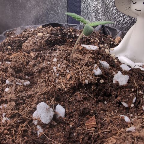 Agnes - Afgooey, (The Seed Fair), 28%, 30/70, (71d/74d/7-9w)459w/ growlog timeline photo