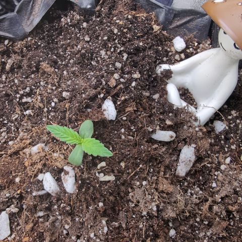 Agnes - Afgooey, (The Seed Fair), 28%, 30/70, (71d/74d/7-9w)459w/ growlog timeline photo