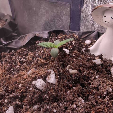 Agnes - Afgooey, (The Seed Fair), 28%, 30/70, (71d/74d/7-9w)459w/ growlog timeline photo