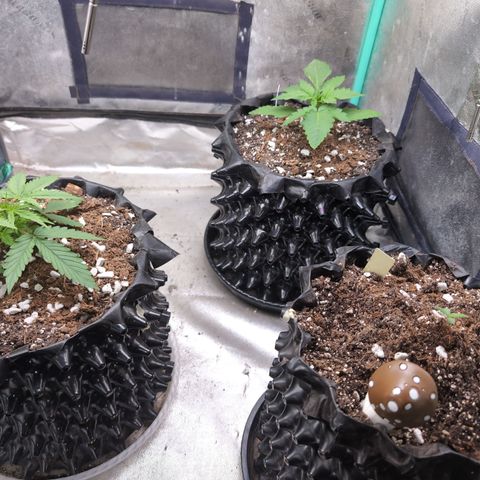 Agnes - Afgooey, (The Seed Fair), 28%, 30/70, (71d/74d/7-9w)459w/ growlog timeline photo