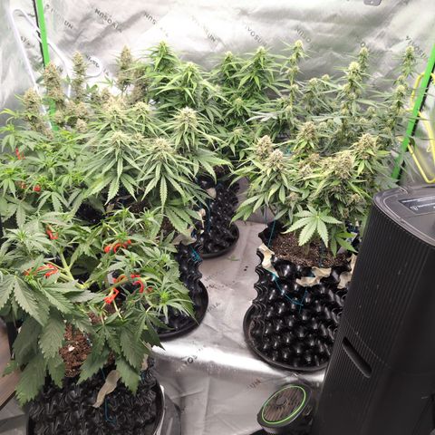 Agnes - Afgooey, (The Seed Fair), 28%, 30/70, (71d/74d/7-9w)459w/ growlog timeline photo