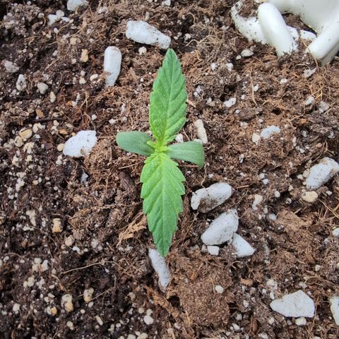 Agnes - Afgooey, (The Seed Fair), 28%, 30/70, (71d/74d/7-9w)459w/ growlog timeline photo