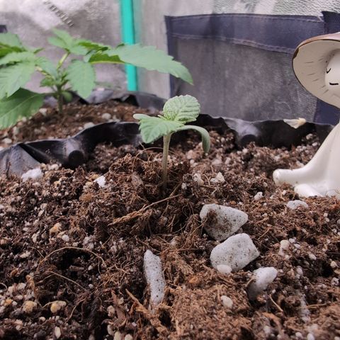 Agnes - Afgooey, (The Seed Fair), 28%, 30/70, (71d/74d/7-9w)459w/ growlog timeline photo