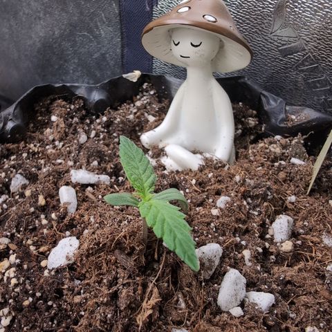 Agnes - Afgooey, (The Seed Fair), 28%, 30/70, (71d/74d/7-9w)459w/ growlog timeline photo