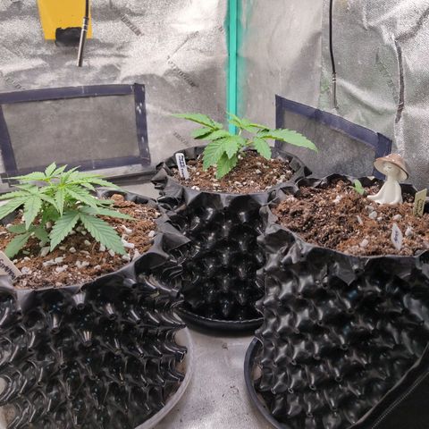 Agnes - Afgooey, (The Seed Fair), 28%, 30/70, (71d/74d/7-9w)459w/ growlog timeline photo