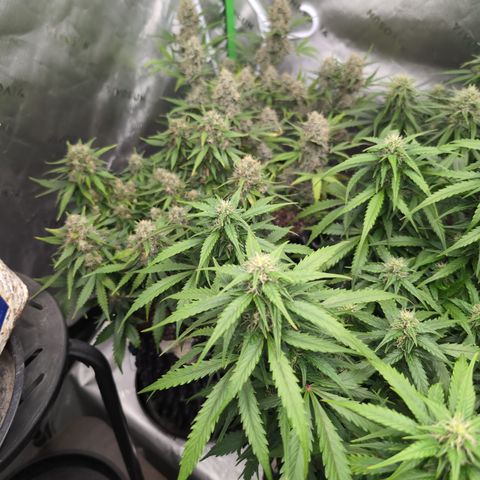 Agnes - Afgooey, (The Seed Fair), 28%, 30/70, (71d/74d/7-9w)459w/ growlog timeline photo
