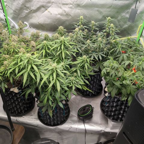 Agnes - Afgooey, (The Seed Fair), 28%, 30/70, (71d/74d/7-9w)459w/ growlog timeline photo