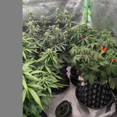 Agnes - Afgooey, (The Seed Fair), 28%, 30/70, (71d/74d/7-9w)459w/ growlog timeline photo