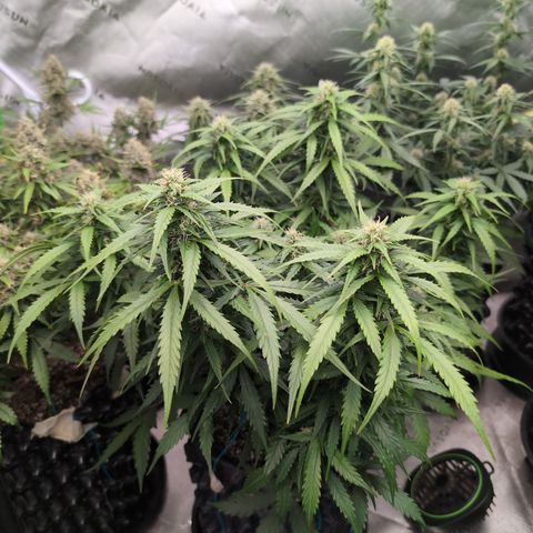 Agnes - Afgooey, (The Seed Fair), 28%, 30/70, (71d/74d/7-9w)459w/ growlog timeline photo