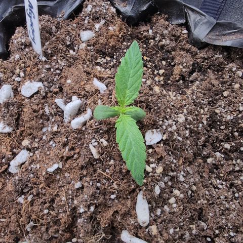 Agnes - Afgooey, (The Seed Fair), 28%, 30/70, (71d/74d/7-9w)459w/ growlog timeline photo
