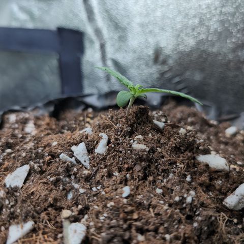 Agnes - Afgooey, (The Seed Fair), 28%, 30/70, (71d/74d/7-9w)459w/ growlog timeline photo