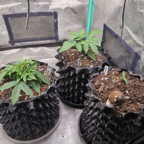 Agnes - Afgooey, (The Seed Fair), 28%, 30/70, (71d/74d/7-9w)459w/ growlog timeline photo