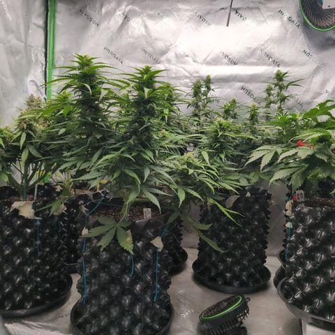 Agnes - Afgooey, (The Seed Fair), 28%, 30/70, (71d/74d/7-9w)459w/ growlog photo: A thing of beauty!