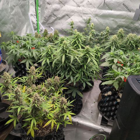 Agnes - Afgooey, (The Seed Fair), 28%, 30/70, (71d/74d/7-9w)459w/ growlog timeline photo