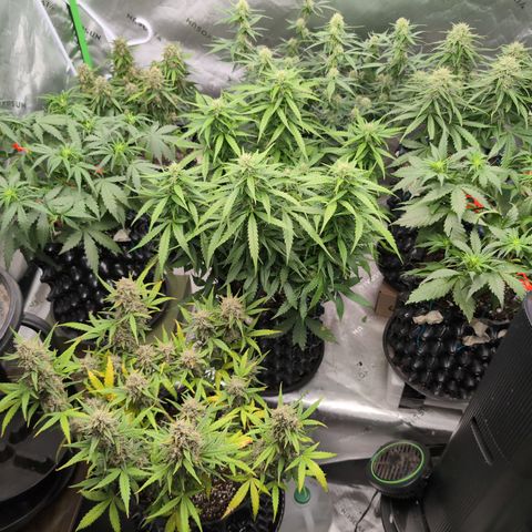 Agnes - Afgooey, (The Seed Fair), 28%, 30/70, (71d/74d/7-9w)459w/ growlog timeline photo