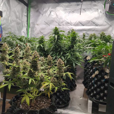 Agnes - Afgooey, (The Seed Fair), 28%, 30/70, (71d/74d/7-9w)459w/ growlog timeline photo