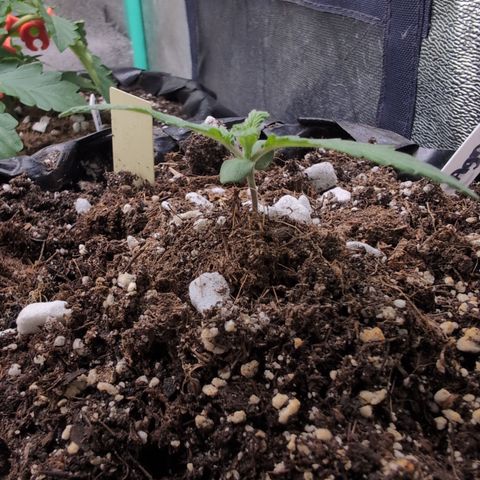 Agnes - Afgooey, (The Seed Fair), 28%, 30/70, (71d/74d/7-9w)459w/ growlog timeline photo