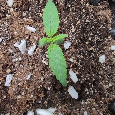 Agnes - Afgooey, (The Seed Fair), 28%, 30/70, (71d/74d/7-9w)459w/ growlog timeline photo