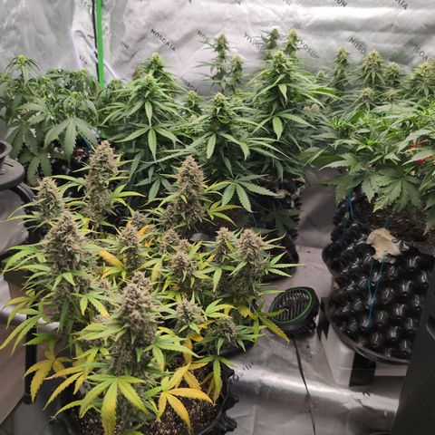 Agnes - Afgooey, (The Seed Fair), 28%, 30/70, (71d/74d/7-9w)459w/ growlog timeline photo