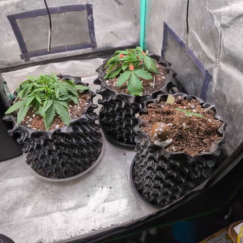 Agnes - Afgooey, (The Seed Fair), 28%, 30/70, (71d/74d/7-9w)459w/ growlog timeline photo