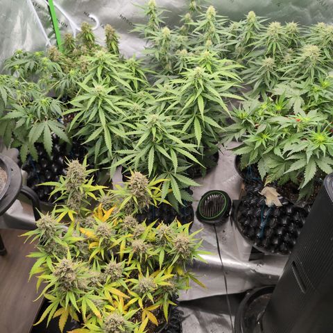 Agnes - Afgooey, (The Seed Fair), 28%, 30/70, (71d/74d/7-9w)459w/ growlog timeline photo